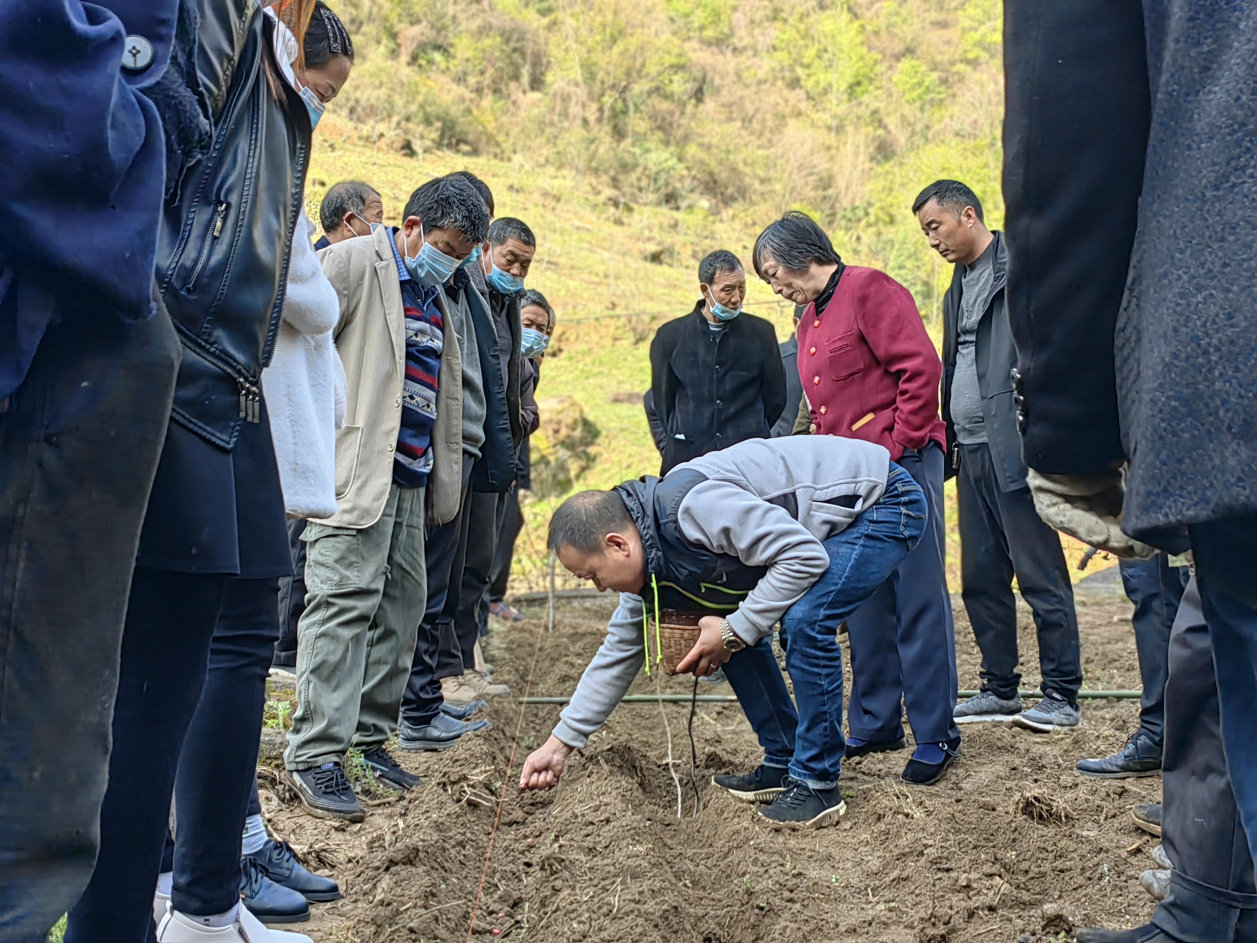 “陕西省玉米市场最新动态与行情分析”